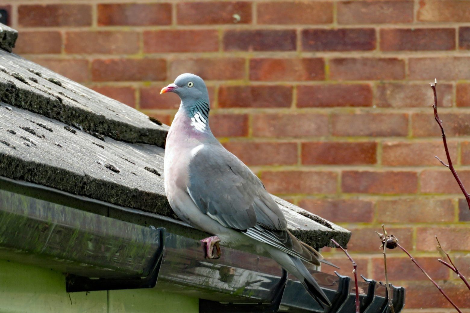 Gutter
